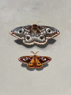 Emperor Moths oil painting