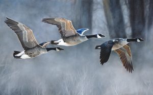 flying Canadian geese through a misty woods